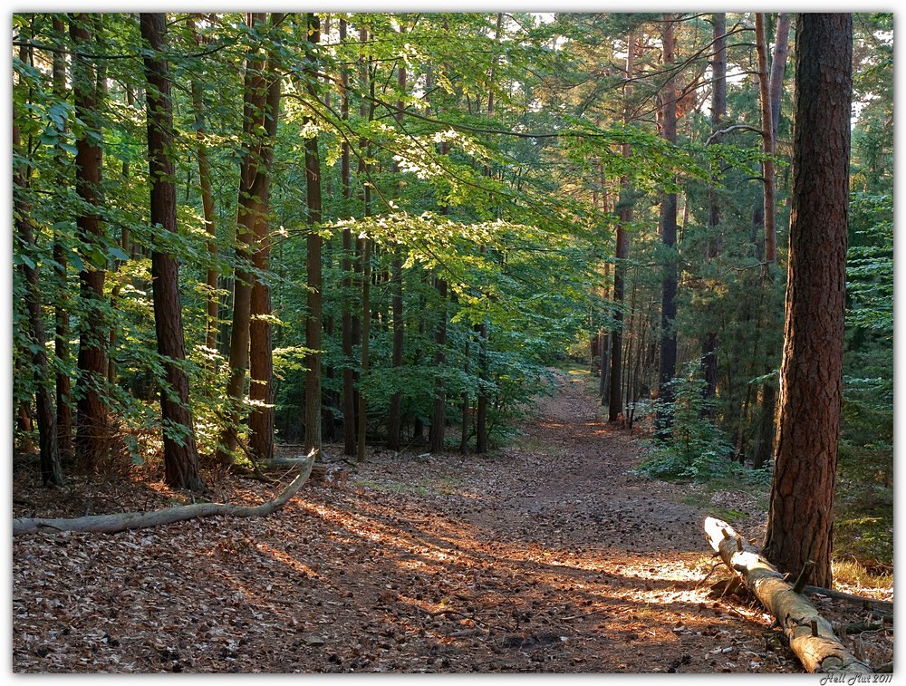 Der Weg bergab