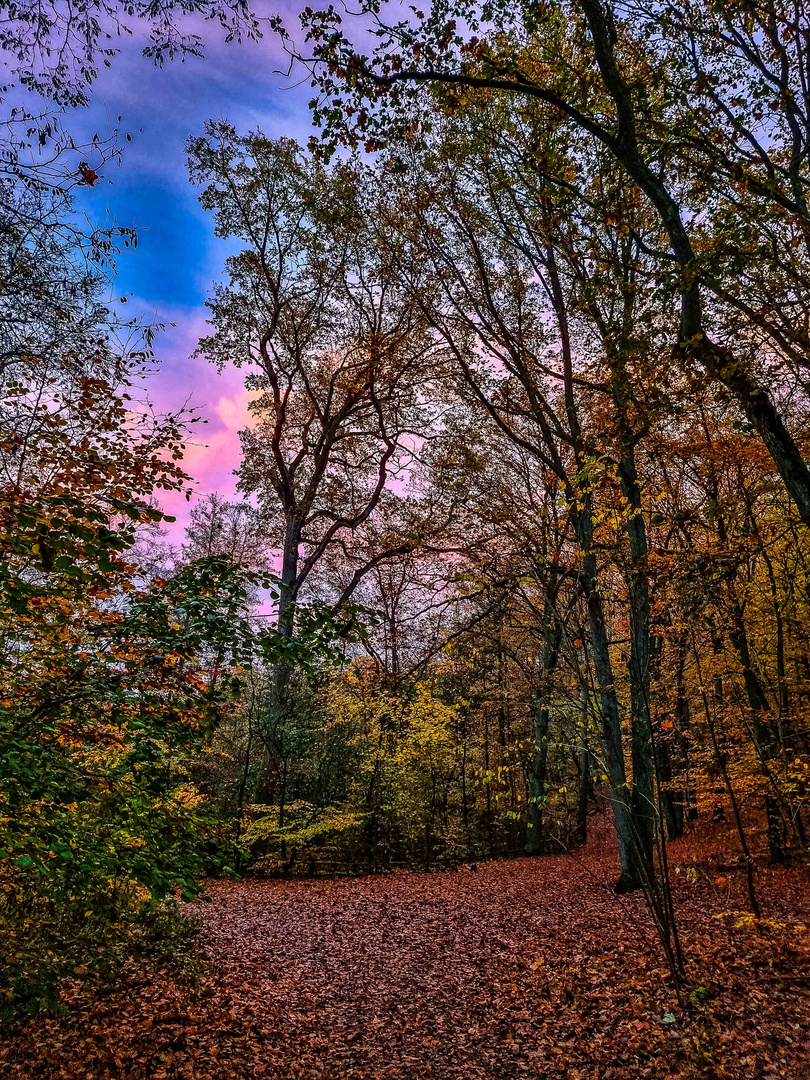 Der Weg bergab durch den Wald