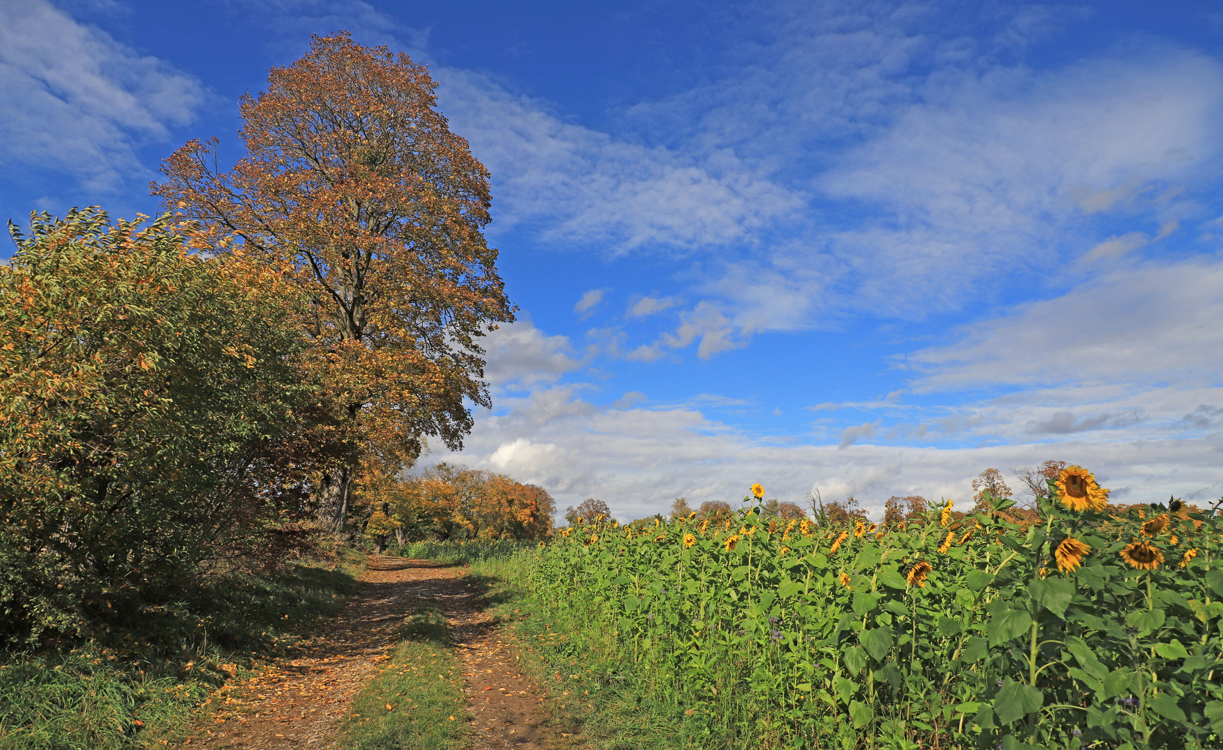 Der Weg...