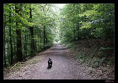 Der Weg...