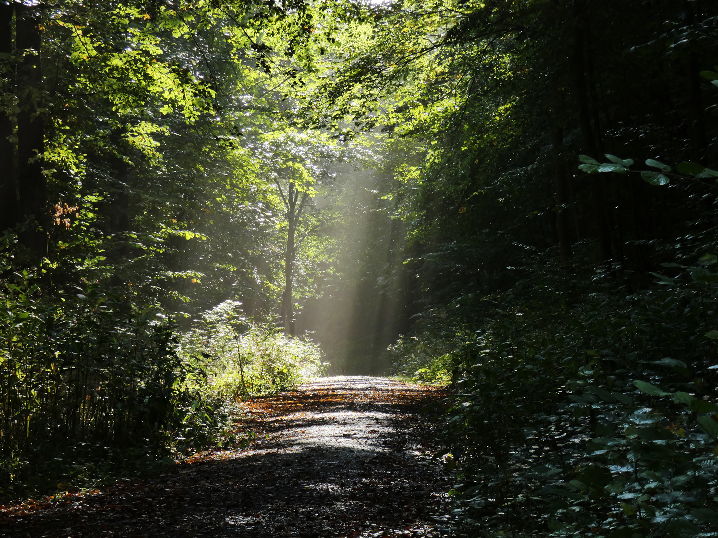 der Weg, das Licht und der Wald
