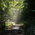 der Weg, das Licht und der Wald