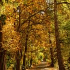 Der Weg der auf den Iberg führt - die verlängerte Ibergstraße