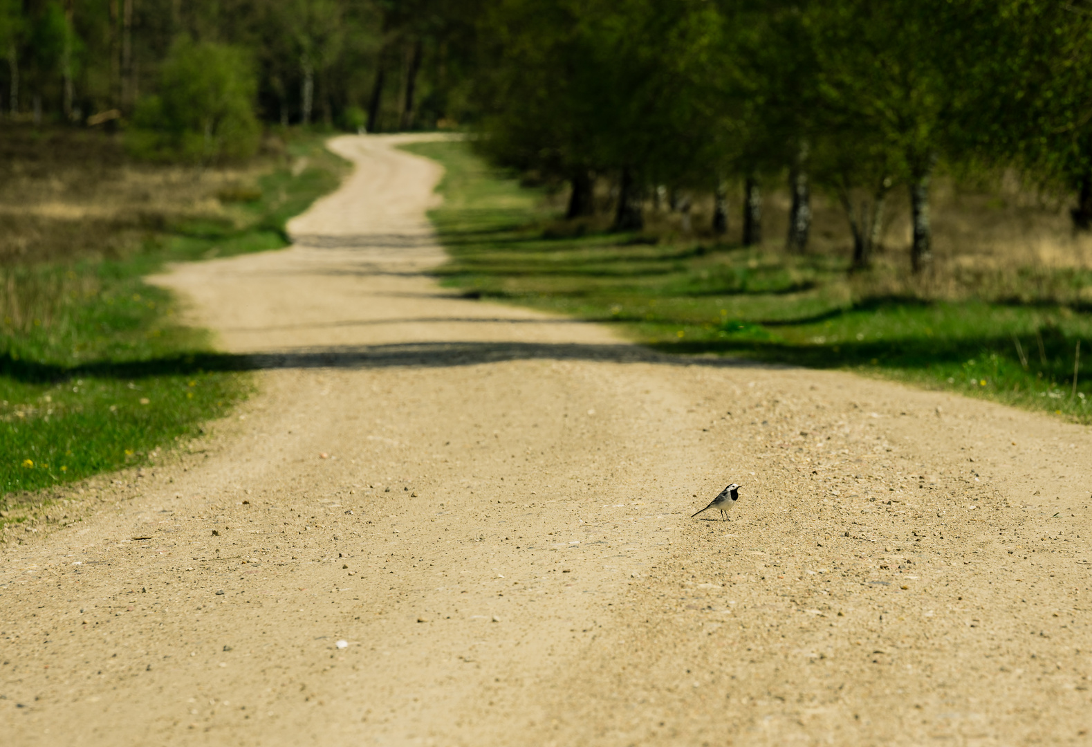 Der Weg der Bachstelze