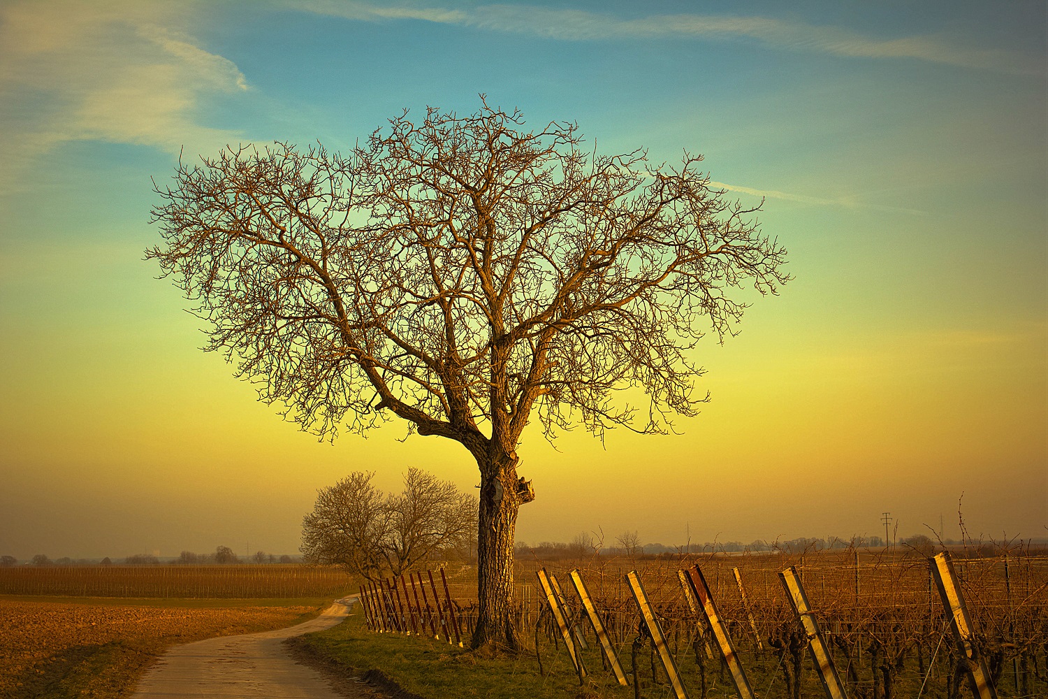 Der Weg, der Baum und die Reben