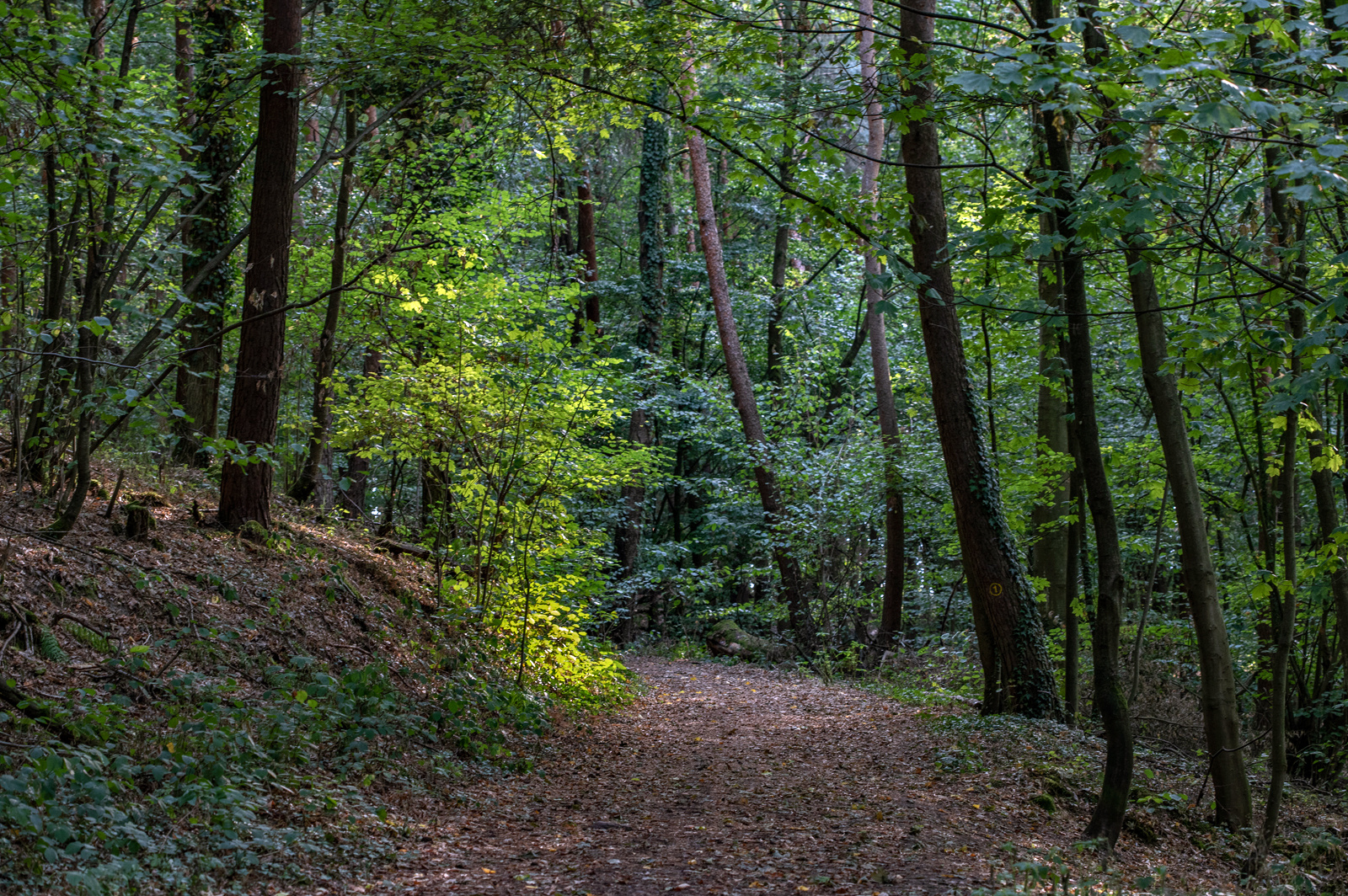 Der Weg der Erleuchtung