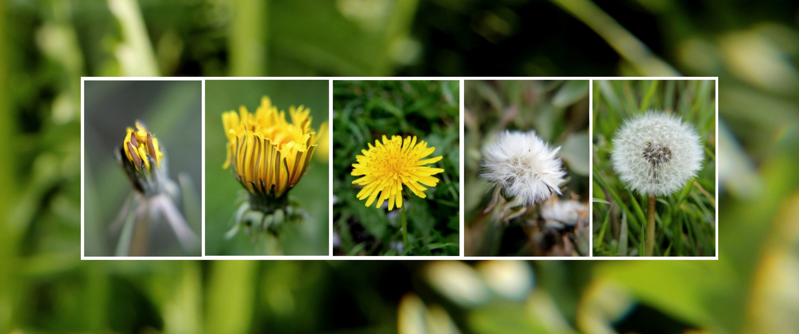 Der Weg der Löwenzahnblüte