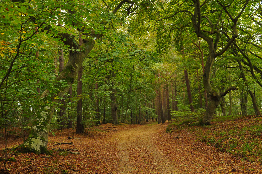 der Weg, der mich führt.....