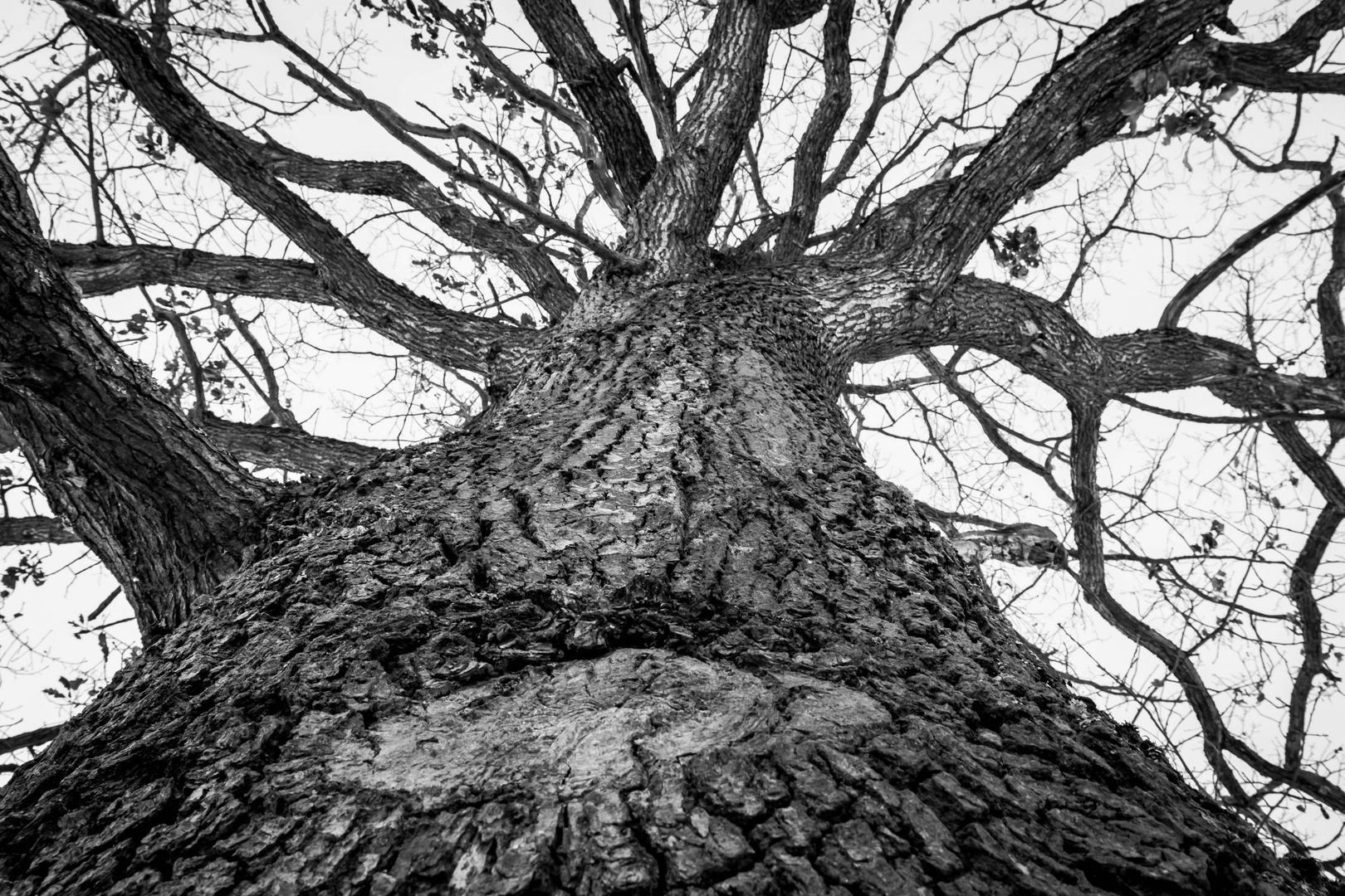 Der Weg Der Rinde Foto Bild Pflanzen Pilze Flechten Baume Baumrinden Wurzeln Aste Bilder Auf Fotocommunity