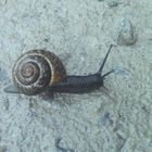 Der Weg der Schnecke