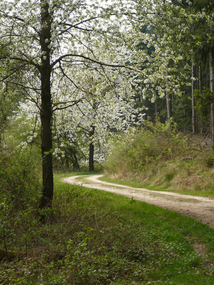 Der Weg, der Wege