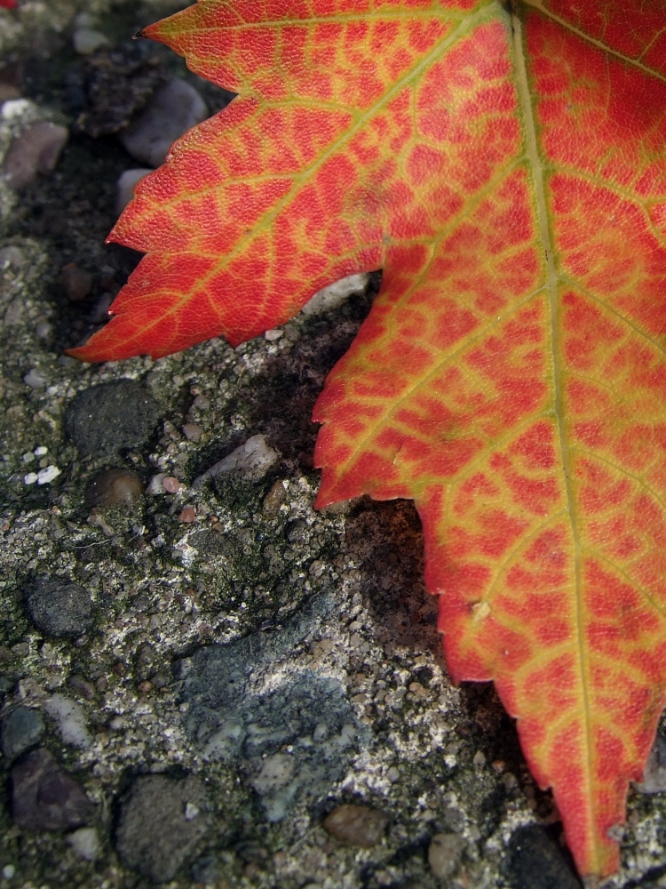 Der Weg des Chlorophylls