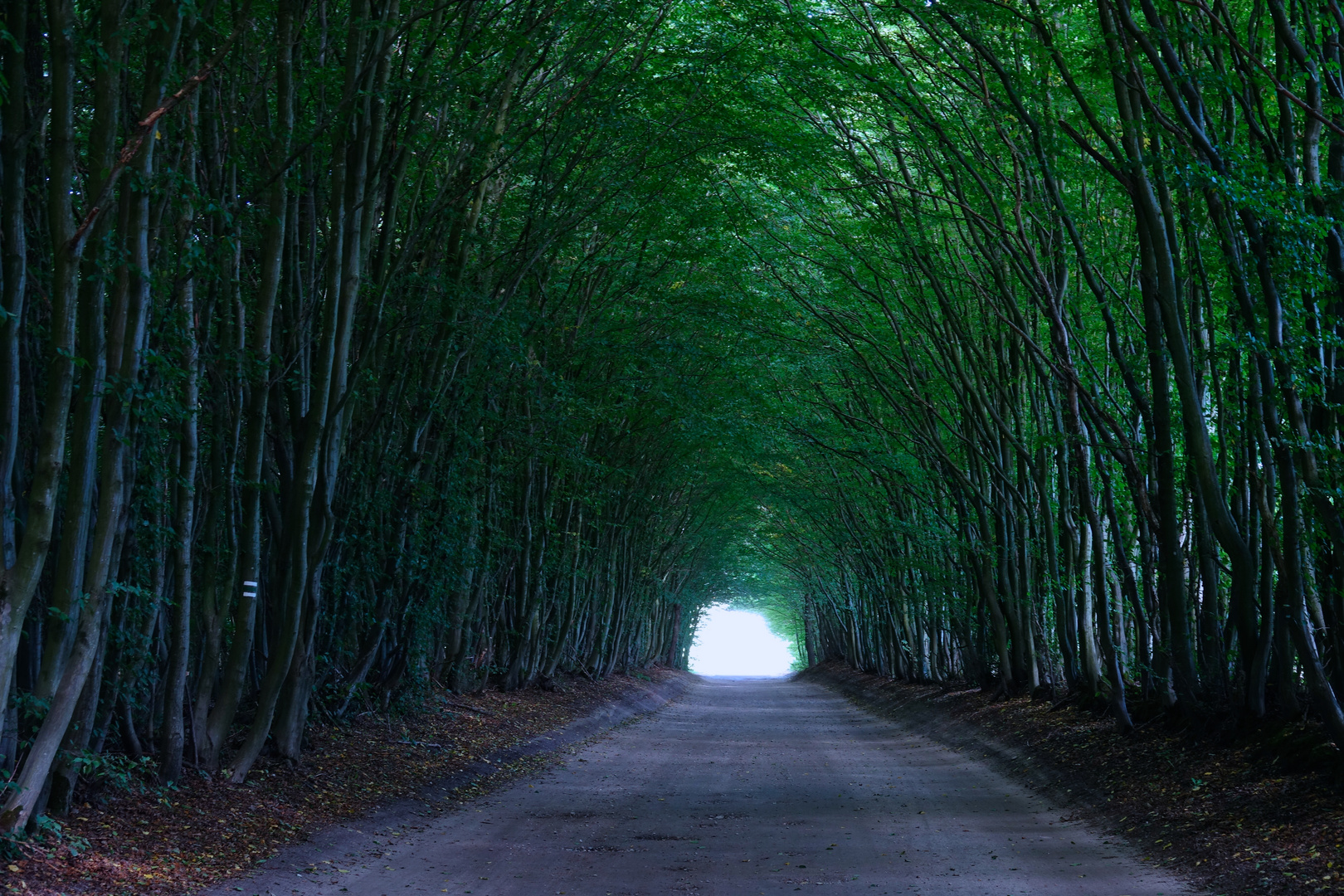 Der Weg, die Strasse