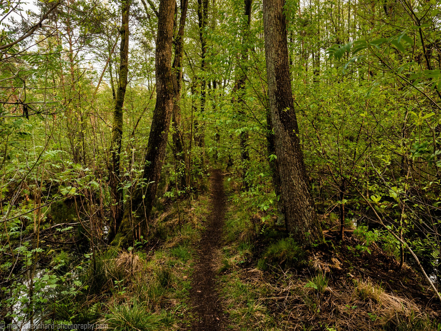 Der Weg durch das Moor