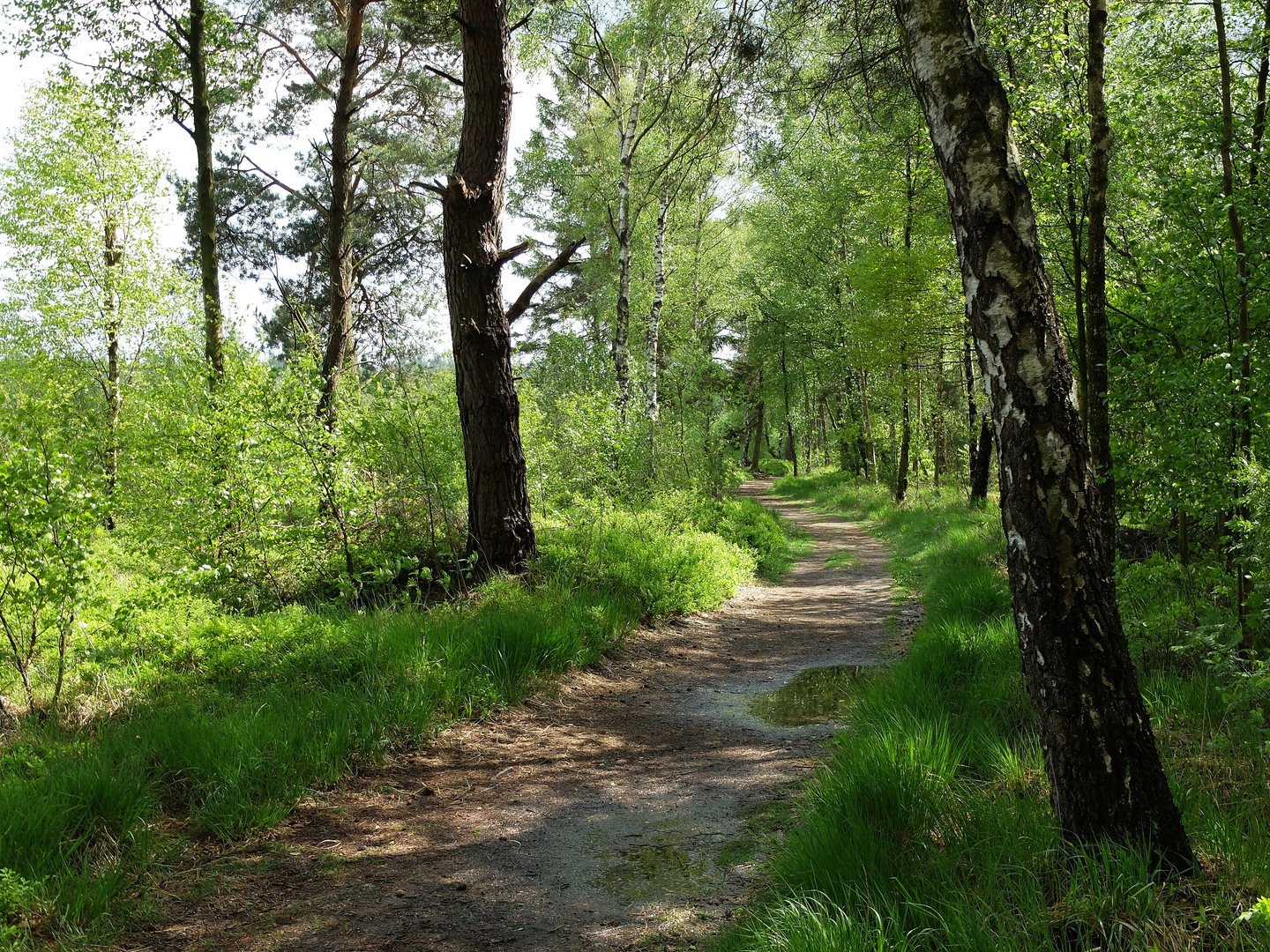 Der Weg durch das Moor