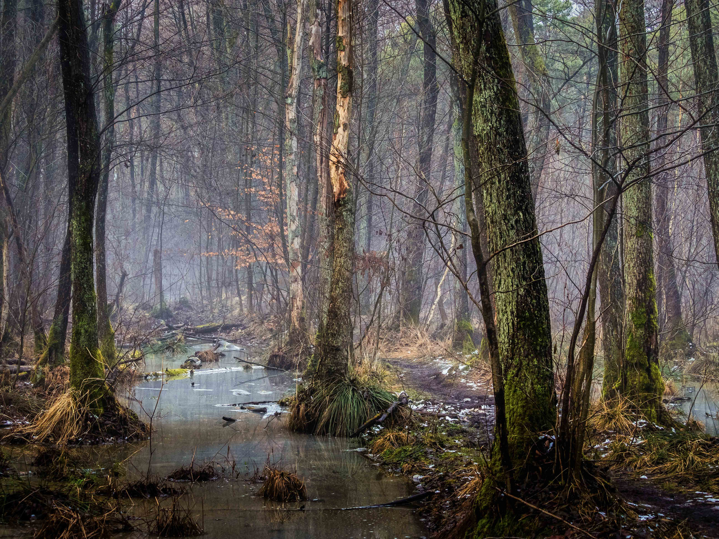 Der Weg durch das Moor