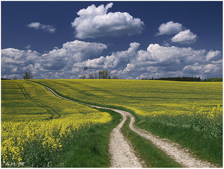 Der Weg durch das Rapsfeld (2008)