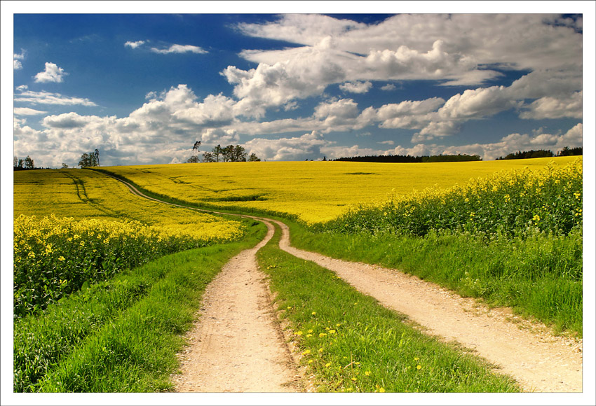 Der Weg durch das Rapsfeld.