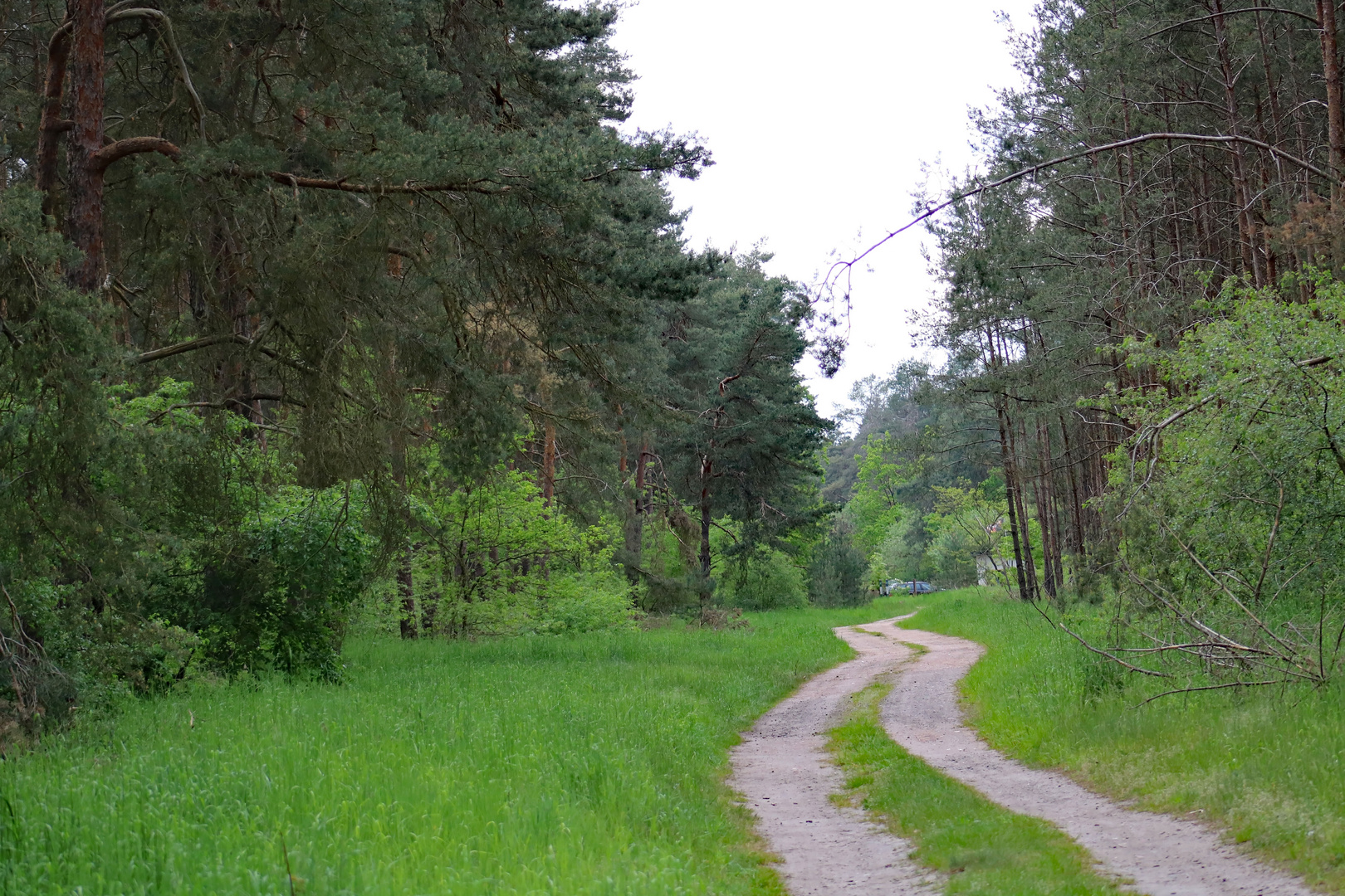 Der Weg durch das Wäldchen