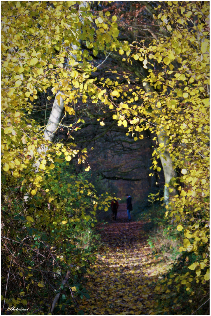 Der Weg durch den Birken-Tunnel