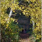 Der Weg durch den Birken-Tunnel