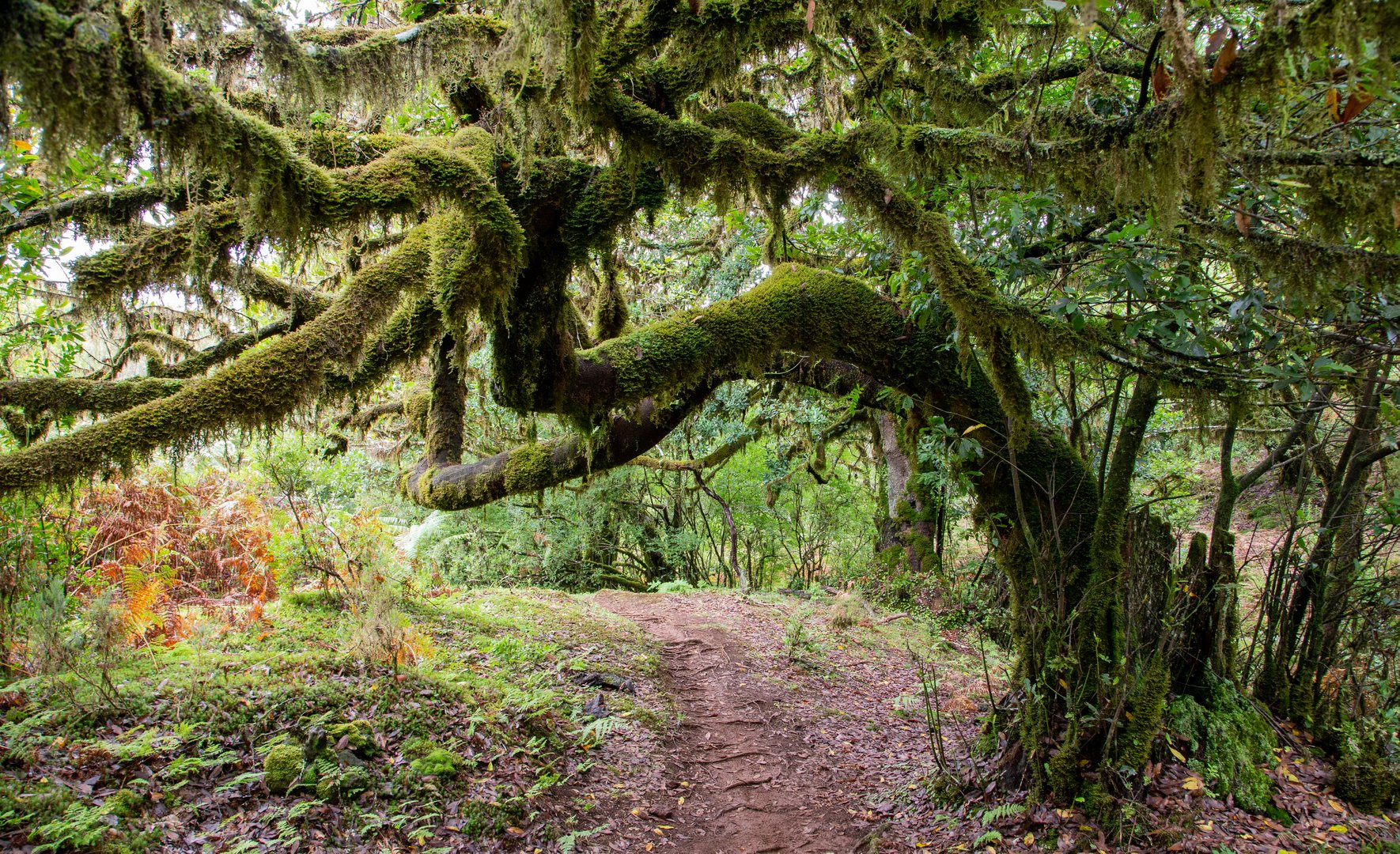 Der Weg durch den Feenwald auf Madeira