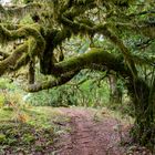 Der Weg durch den Feenwald auf Madeira