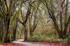 Der Weg durch den Forst