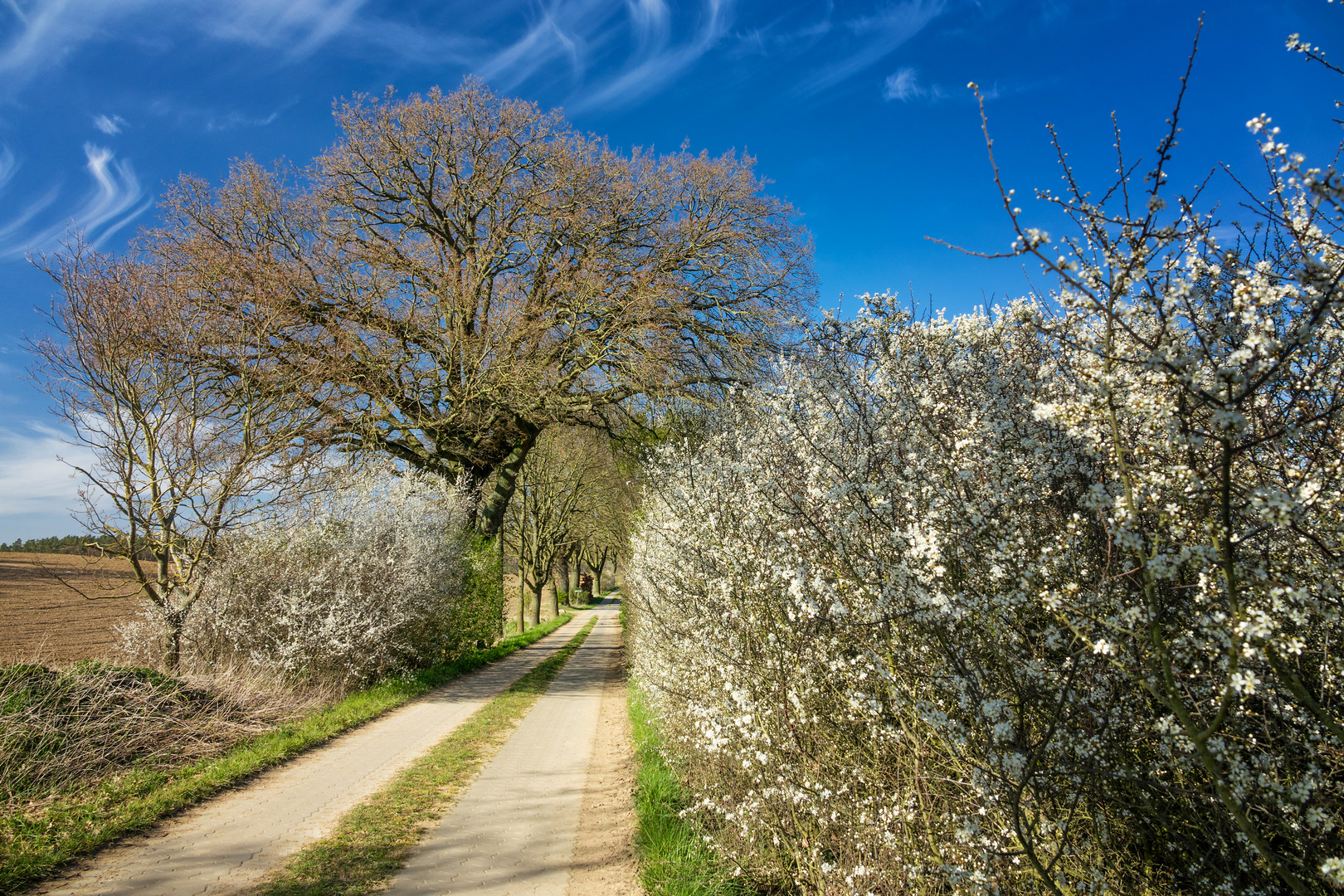 Der Weg durch den Frühling