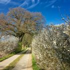 Der Weg durch den Frühling