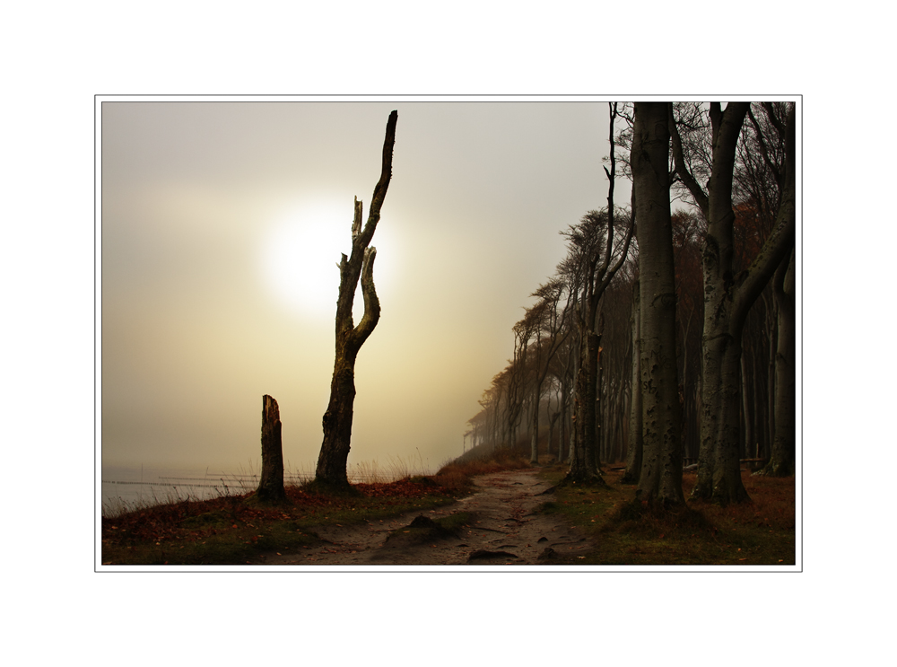 Der Weg durch den Gespensterwald . . .