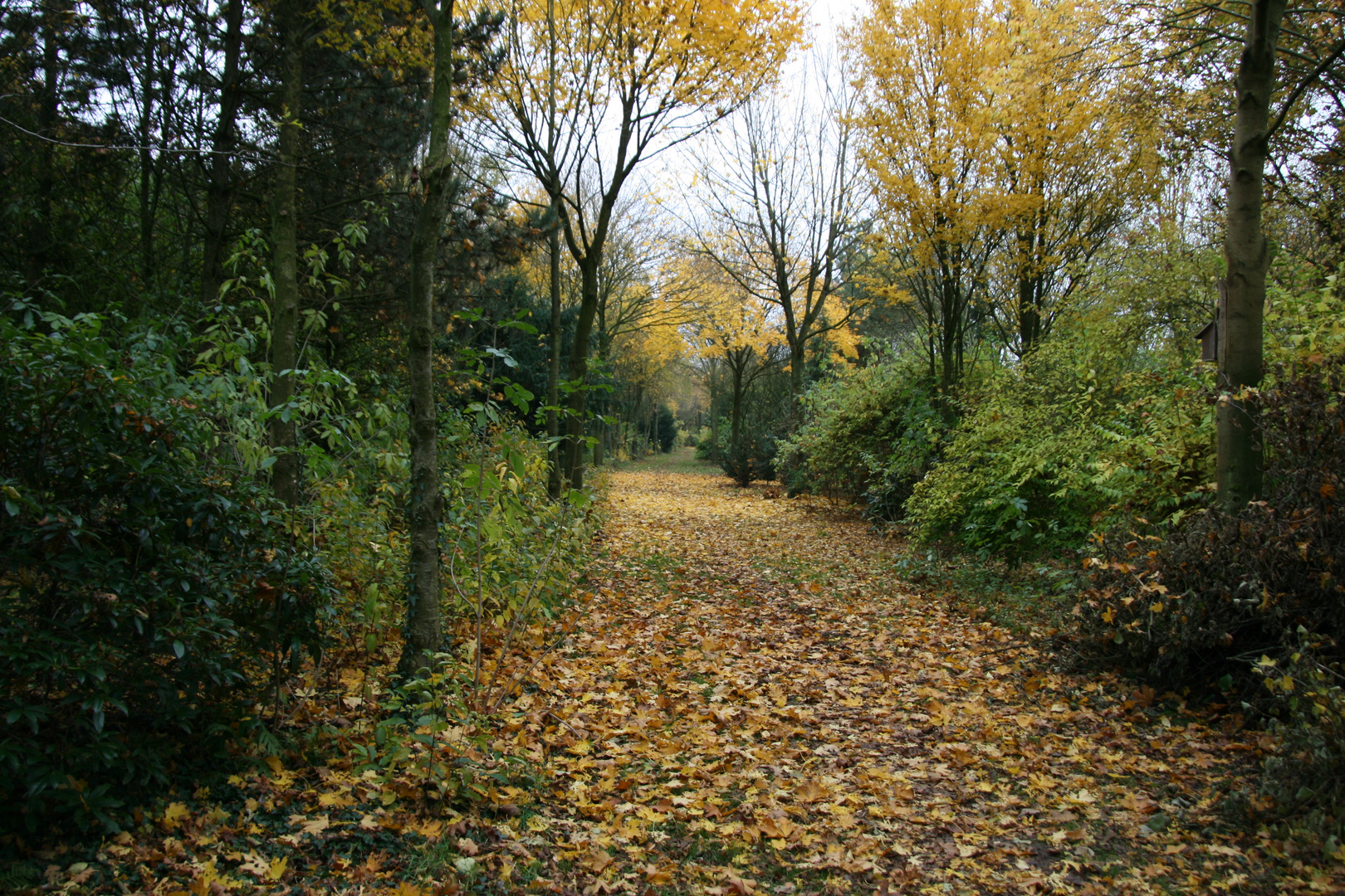 Der Weg durch den Herbst