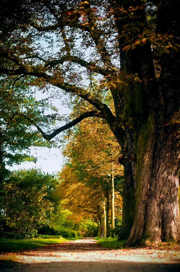 Der Weg durch den Herbst