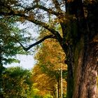 Der Weg durch den Herbst