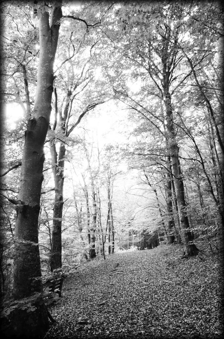 Der Weg durch den Herbstwald