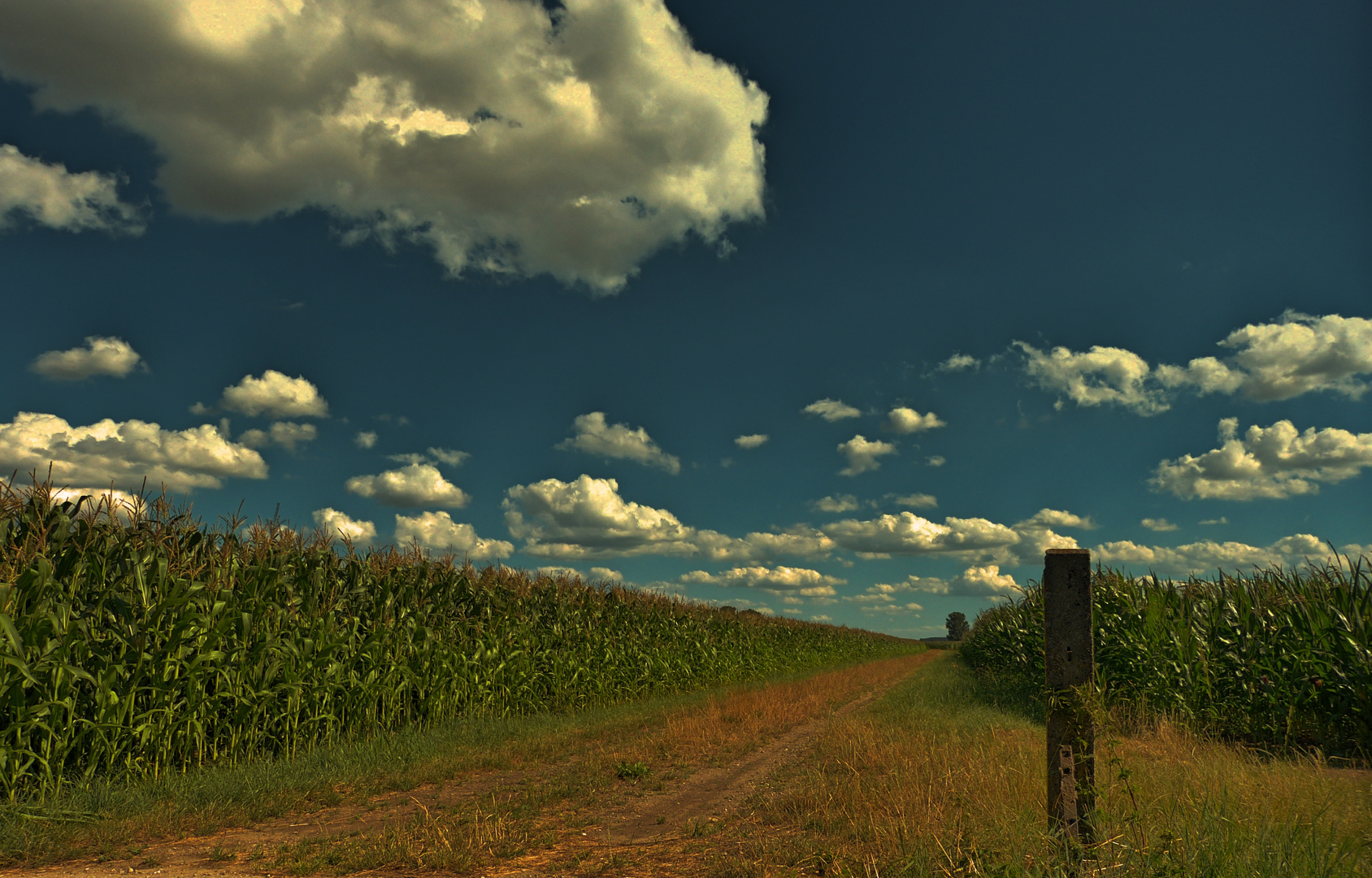 "Der Weg durch den Mais zu den Wolken"