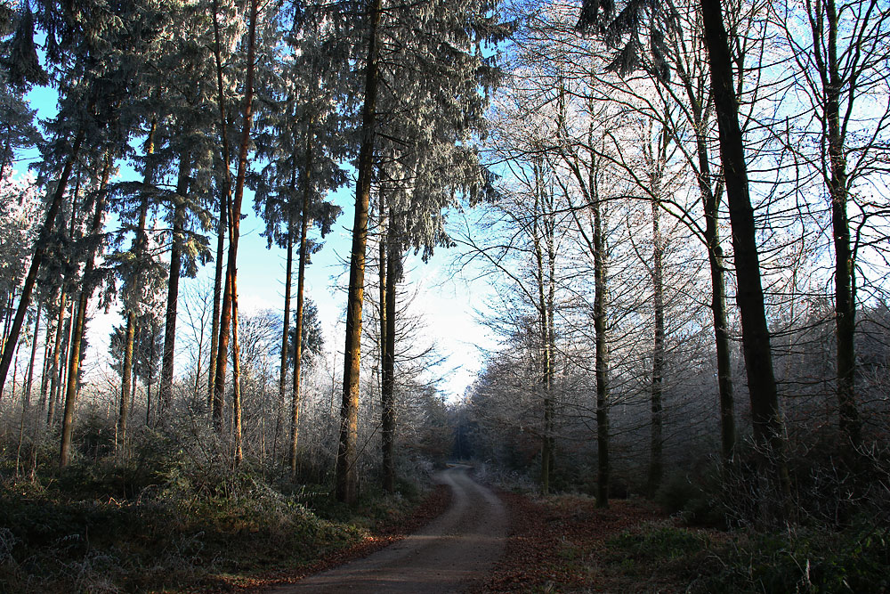 der Weg durch den Raureif-Wald