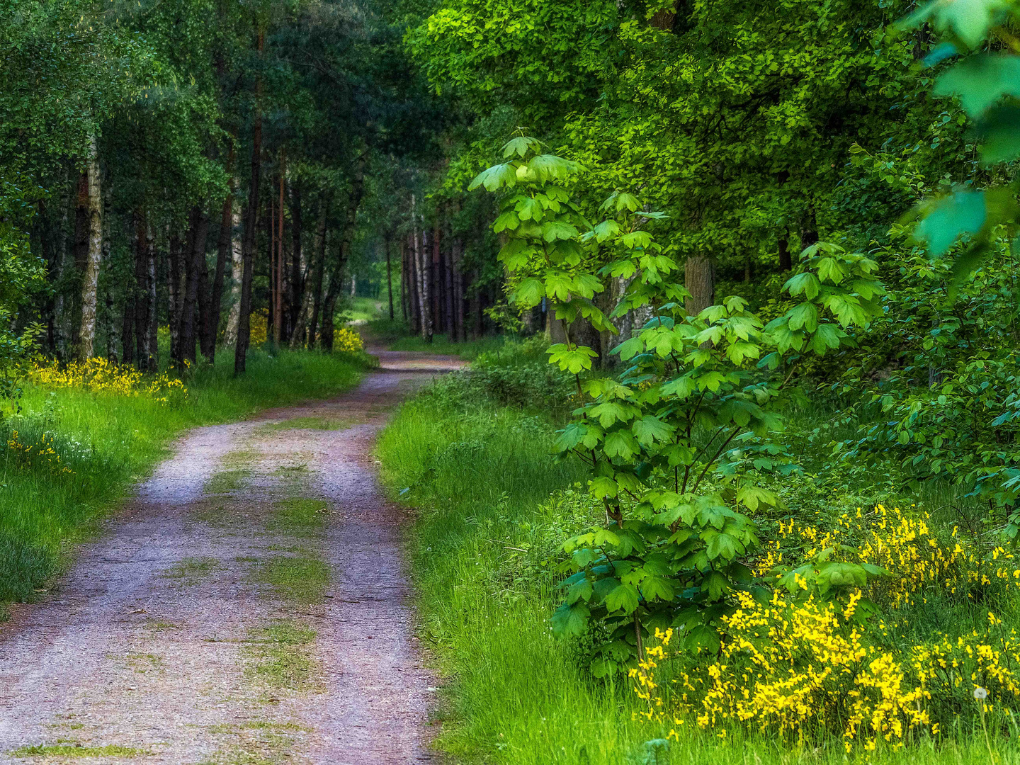 Der Weg durch den Wald