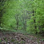 Der Weg durch den Wald