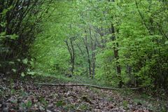 Der Weg durch den Wald