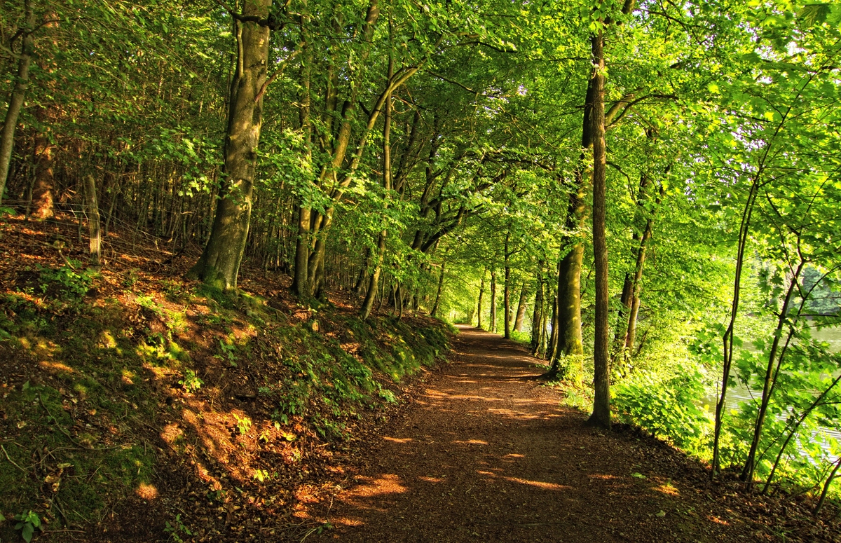 Der Weg durch den Wald Foto & Bild world, wald, sommer Bilder auf