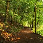 Der Weg durch den Wald 