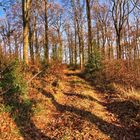 Der Weg durch den Wald