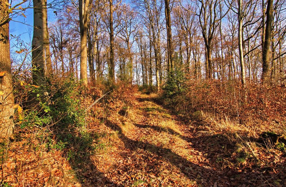 Der Weg durch den Wald