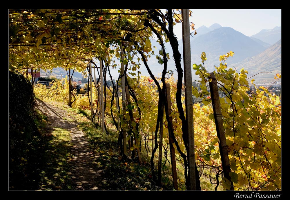 Der Weg durch den Wein