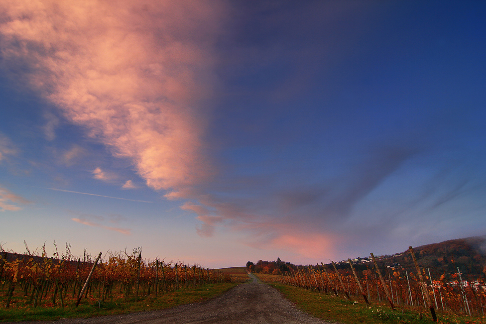 Der Weg durch den Weinberg