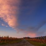 Der Weg durch den Weinberg