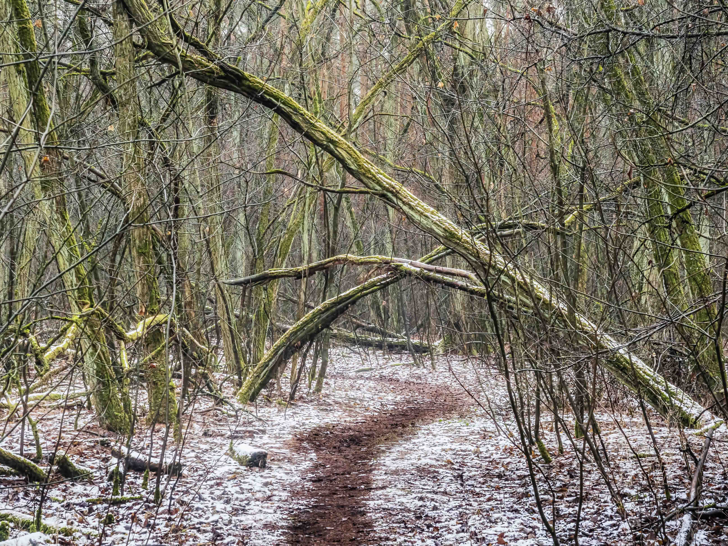 Der Weg durch den Winterwald