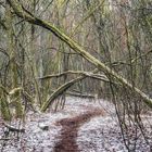 Der Weg durch den Winterwald