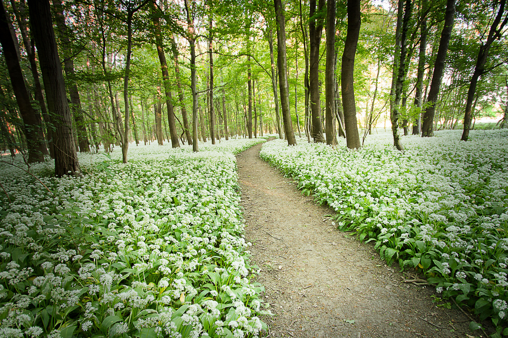 der Weg durch die Blütenpracht